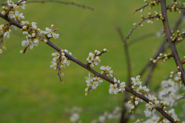 Blossoms