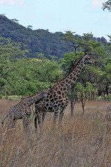 Female giraffes with youngsters, Matopos National Park, Zimbabwe