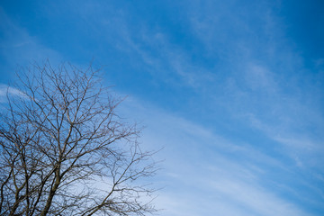 Beautiful sky with clouds above the forest. conifers are planted in a row Landscape design.