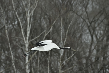 The red-crowned crane in flight on the dark background. Scientific name: Grus japonensis, also called the Japanese crane or Manchurian crane.