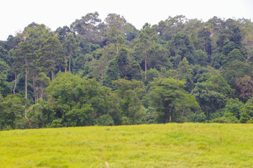 Obraz premium Khao Yai National Park Thailand