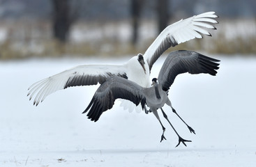 The gray crane runs away from the Japanese crane. Snow white background. Winter season