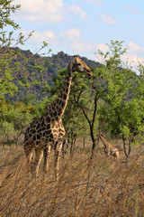 Female giraffes with youngsters, Matopos National Park, Zimbabwe
