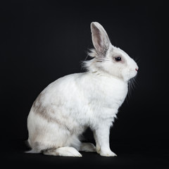 White with grey rabbit sitting side ways  isolated on black background looking side ways