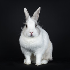 White with grey rabbit sitting facing camera isolated on black background 