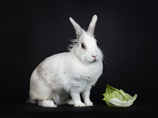 White with grey rabbit sitting side ways next to piece of  lettuce isolated on black background looking at camera