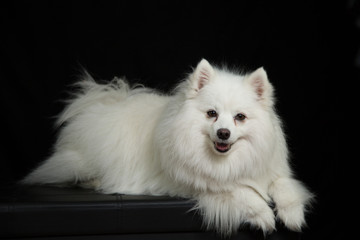 American Eskimo, Spitz portrait, black backrgound