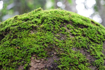 Close Up Tree Ferns And Moss On Rocks