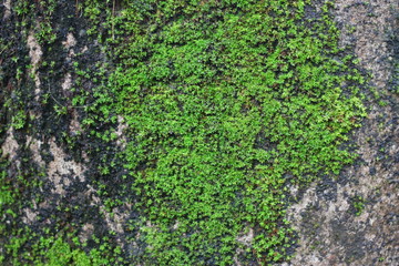 Close Up Tree Ferns And Moss On Rocks