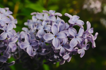 Fototapeta na wymiar Violette Flieder Blüte