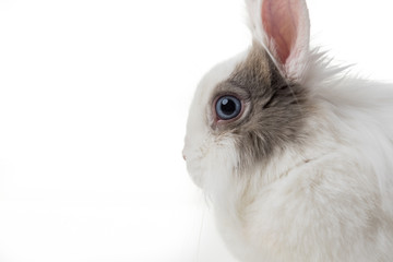 rabbit on white background