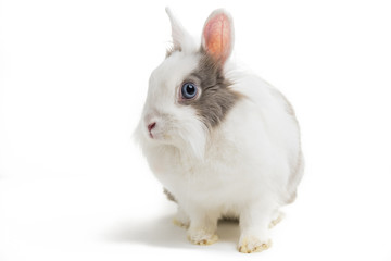 Obraz premium rabbit on white background, close up.