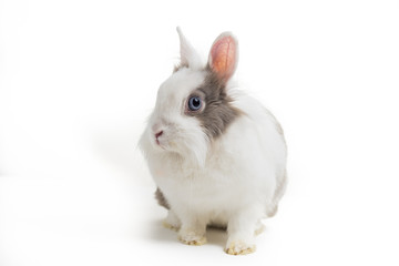 rabbit on white background, close up.