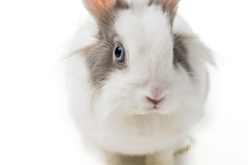 rabbit on white background, close up.