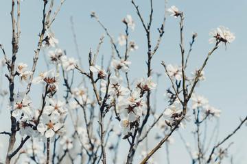 Spring color of almonds