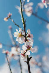 Spring color of almonds
