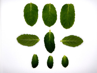 Mint leaves against a white background