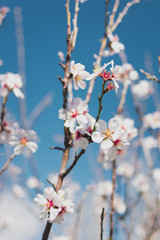 Spring color of almonds