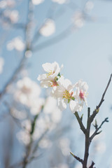 Spring color of almonds