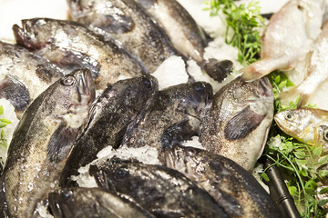 Fresh fish