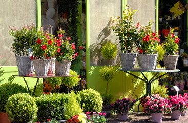 Fototapeta na wymiar composition florale colorée devant un magasin et une porte jaune