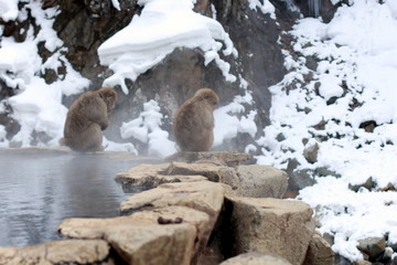 japanese macaque, snow monkey park