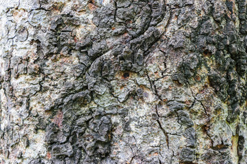 Wood tree bark texture   