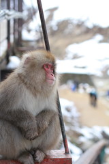 Snow Monkey Park, Nagano, Japan