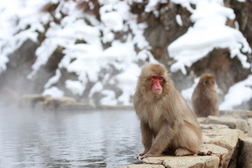 japanese macaque, snow monkey park