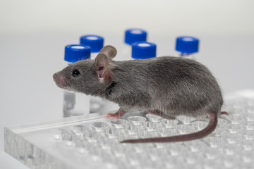 a gray laboratory mouse with an immunological plate and vials.