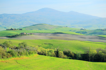 Fototapeta na wymiar Rolling hills to the old town of Pienza with green grassy meadows on the hillside under sunny sky ~ Beautiful spring scenery of idyllic Tuscany countryside in Val d'Orcia, Pienza, Italy
