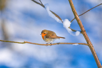 Winter Robin