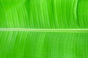 Green banana leaf nature texture 