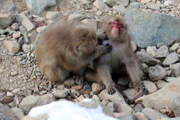 japanese macaque, snow monkey park