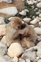 japanese macaque, snow monkey park