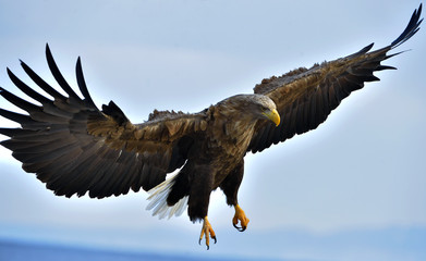 Adult White-tailed eagle in flight. Blue sky background. Scientific name: Haliaeetus albicilla, also known as the ern, erne, gray eagle, Eurasian sea eagle and white-tailed sea-eagle.