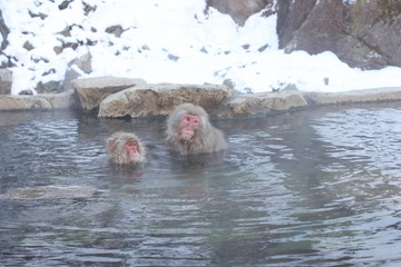 japanese macaque, snow monkey park