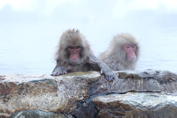 Snow Monkey Park, Nagano, Japan