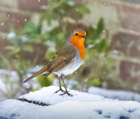 robin in snow