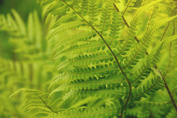 Green fern leaves