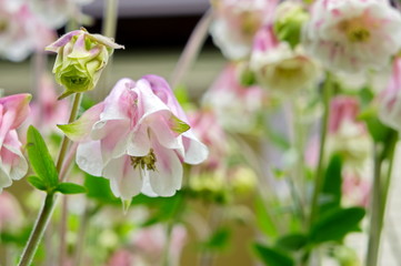 Flower white-pink hybrid aquilegia growing in the garden.
