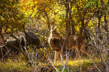 Deer
