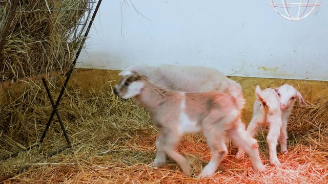Newborn lambs on the farm
