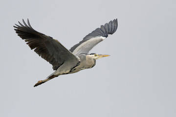 Big heron in flight