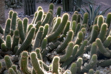 Marrakech, Majorelle, arbres et plantes exotiques , maroc