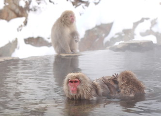 Snow monkey, Nagano, Japan