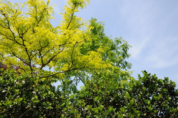 Bright green leaves illuminated by summer light