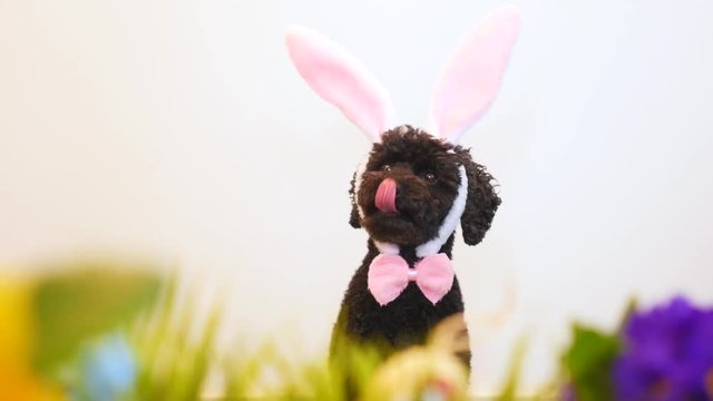 Funny little dog wearing Easter bunny ears