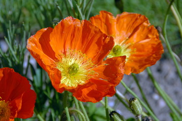 Fleurs oranges, France