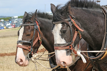 Obraz premium Shire horses in harness